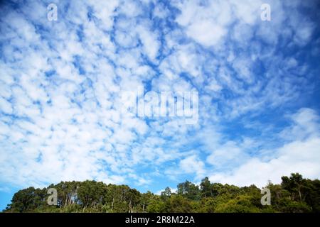 Riesige Wolken und Bäume Stockfoto