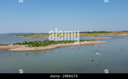 Roggen East Sussex , England Vereinigtes Königreich - Schwarzkopfmöwen (Chroicocephalus ridibundus) mit Küken, die auf einer Insel im Rye Harbour Nature Reserve aufwachsen Stockfoto