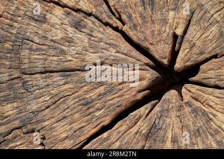 Nahaufnahme eines verfallenen Baumstumpfs Stockfoto