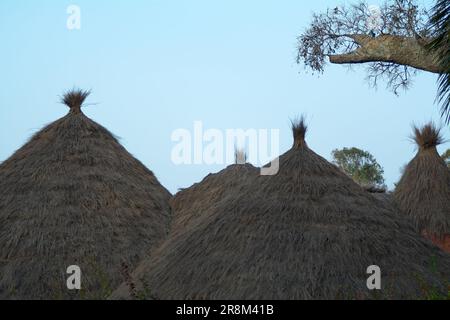 Detail des Daches einiger afrikanischer Hütten neben dem Zweig eines Baobab-Baumes. Stockfoto