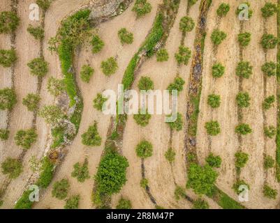 Luftaufnahme des Dorfes La Fatarella und der umliegenden Olivenfelder (Terra Alta, Tarragona, Katalonien, Spanien) ESP: Vista aérea de La Fatarella Stockfoto