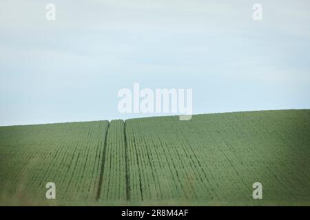 Ansicht des grünen Feldes mit Reifenspuren Stockfoto