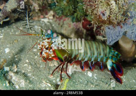 Peacock Mantis Shrimp, Odontodactylus scyllarus, Laha Tauchplatz, Ambon, Maluku, Indonesien, Banda-Meer Stockfoto