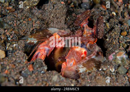 Lisa's Mantis Shrimp, Lysiosquillina lisa, in Hole, Melasti Tauchplatz, Seraya, Karangasem, Bali, Indonesien, Indischer Ozean Stockfoto