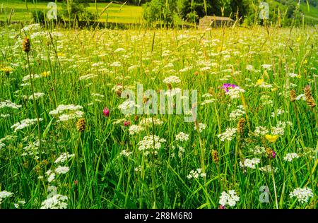 Die Sommerzeit und die wilden Blumenwiesen in Swaledale sind voller Blumen in verschiedenen Farben. Stockfoto