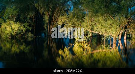 Panorama-Nachtlandschaft mit Bäumen, die im Wasser während der Frühlingsflut Hochwasser im Mondlicht stehen. Bäume Wälder im Wasser überfluten während Eines Frühlings Stockfoto