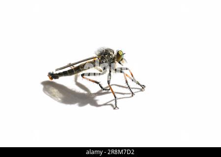 Seitenansicht einer Räuberfliege, Asilidae-Familie, wahrscheinlich Pamponerus germanicus, Raubinsekt mit orangefarbenen Beinabschnitten, isoliert mit Schatten auf Weiß, s Stockfoto