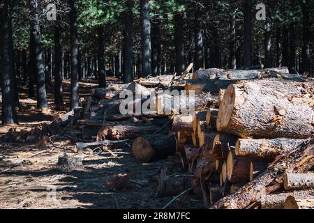 Ein großer Haufen frisch gehackter Baumstämme in einer Waldlandschaft Stockfoto