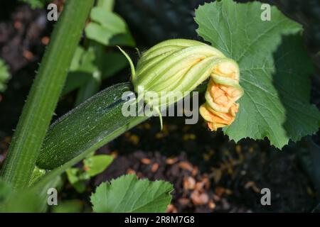 Grüne Zucchini-Früchte mit Orangenblüte, im Gemüsegarten für gesunde und biologische Lebensmittel, Kopierraum, ausgewählter Fokus, geringe Tiefe von Stockfoto