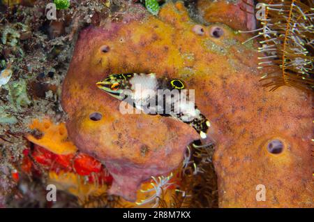 Juvenile Checkerboard Wrasse, Halichoeres hortulanus, Emerald Dive Site, Seraya, Karangasem, Bali, Indonesien, Indischer Ozean Stockfoto