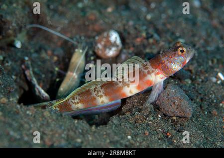 Blotchy Shrimpgoby, Amblyeleotris periophthalma, mit schnappenden Shrimps, Alpheus sp, durch Loch im Sand, Wreck Slope Dive Site, Tulamben, Karangasem, Bali, Stockfoto