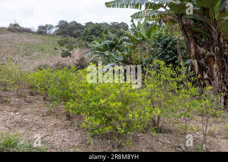 Kokaanbau in den bolivianischen Anden - Reisen und Erkunden Südamerikas Stockfoto