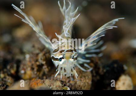 Juvenile Spotfin Lionfish, Pterois antennata, Segara Dive Site, Seraya, Karangasem, Bali, Indonesien, Indischer Ozean Stockfoto