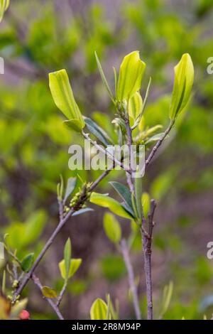 Kokaanbau in den bolivianischen Anden - Reisen und Erkunden Südamerikas Stockfoto