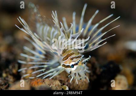 Juvenile Spotfin Lionfish, Pterois antennata, Segara Dive Site, Seraya, Karangasem, Bali, Indonesien, Indischer Ozean Stockfoto