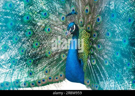 peacock hat seinen wunderschönen Schwanz ausgezogen Stockfoto