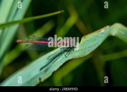 Weiblicher roter Damselfly, hoch oben auf dem Blatt Stockfoto