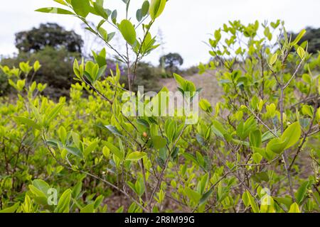 Kokaanbau in den bolivianischen Anden - Reisen und Erkunden Südamerikas Stockfoto