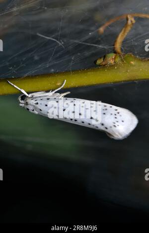 Einzelne Vogelkirsche Erminemotte (Yponomeuta evonymella) krabbelt auf einem Blatt, Makrofotografie, Insekten, Natur, Artenvielfalt Stockfoto