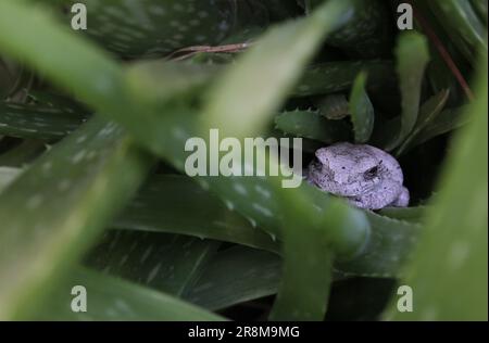 Grauer Baumfrosch, Der Sich In Der Grünen Aloe Vera-Pflanze Versteckt Stockfoto