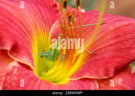 Red Daylily mit Green Bush Cricket im Zentrum der Blume. Ost-Texas Stockfoto