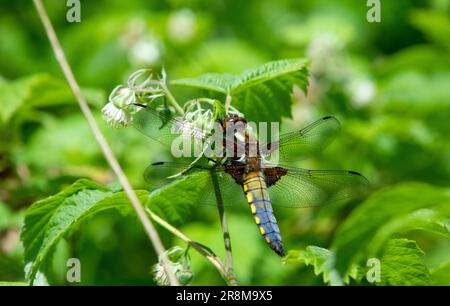 Männliche Chaser-Libelle mit breitem Körper, hoch oben auf dem Blatt Stockfoto