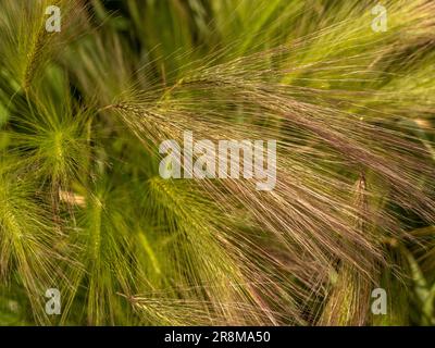 Nahaufnahme von Hordeum „Jubatum“, einem Ziergras, das in einem britischen Garten wächst. Stockfoto