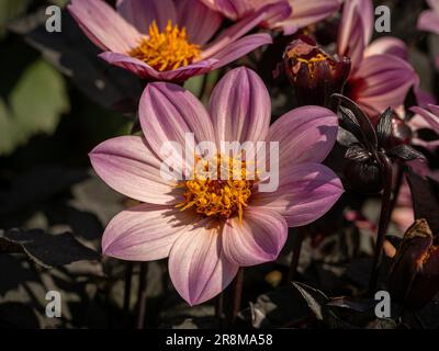 Dahlia „Happy Days Pink“ mit seinen leuchtend rosafarbenen Blumen und dem violett-bronzenen Laub, das in einem britischen Garten wächst Stockfoto