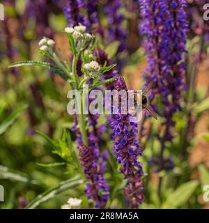 Hummeln bestäuben eine Salvia nemorosa „Caradonna“ in einem britischen Garten Stockfoto