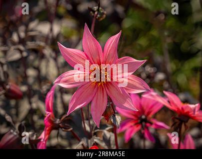 Korallenrosa Blume von Dahlia „Hawaiian Sunrise“ mit Bronzestamm und Laub, die in einem britischen Garten wachsen Stockfoto