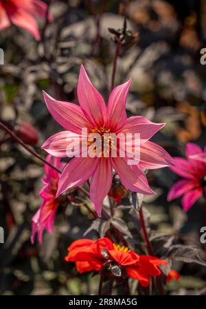 Korallenrosa Blume von Dahlia „Hawaiian Sunrise“ mit Bronzestamm und Laub, die in einem britischen Garten wachsen Stockfoto