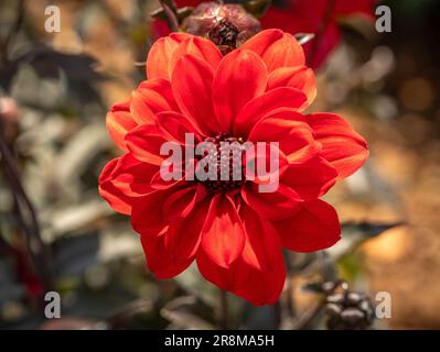 Nahaufnahme der leuchtend roten Blume von Dahlia „Bischof von Llandaff“, die in einem britischen Garten wächst. Stockfoto