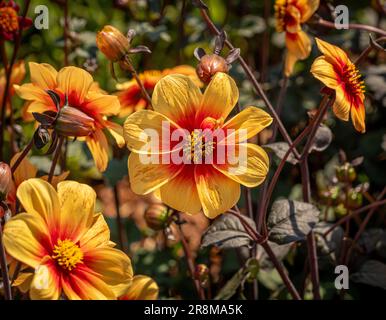 Nahaufnahme der gelben und orangen Blüten von Dahlia „Mondfeuer“ mit seinem Bronzebaub. Stockfoto