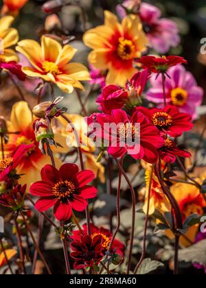 Die roten Blüten von Dahlia „Bischof von Aukland“ mit gelb-orangefarbenen Blüten von Dahlia „Moonfire“ in der Ferne, die einen Garten wachsen lassen. Stockfoto