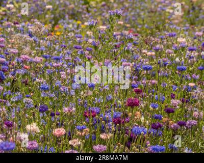 Sommerwiesen mit Wildblumen, hauptsächlich aus blauen, violetten und rosafarbenen Maisblumen. Stockfoto