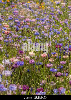 Sommerwiesen mit Wildblumen, hauptsächlich aus blauen, violetten und rosafarbenen Maisblumen. Stockfoto