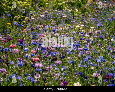 Sommerwiesen mit Wildblumen, hauptsächlich aus blauen, violetten und rosafarbenen Maisblumen. Stockfoto