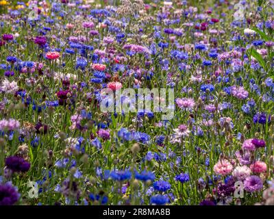 Sommerwiesen mit Wildblumen, hauptsächlich aus blauen, violetten und rosafarbenen Maisblumen. Stockfoto