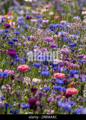 Sommerwiesen mit Wildblumen, hauptsächlich aus blauen, violetten und rosafarbenen Maisblumen. Stockfoto