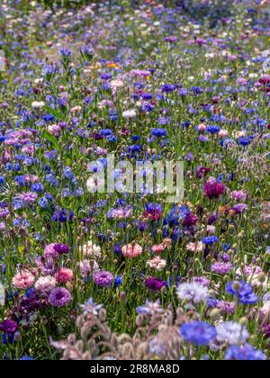 Sommerwiesen mit Wildblumen, hauptsächlich aus blauen, violetten und rosafarbenen Maisblumen. Stockfoto