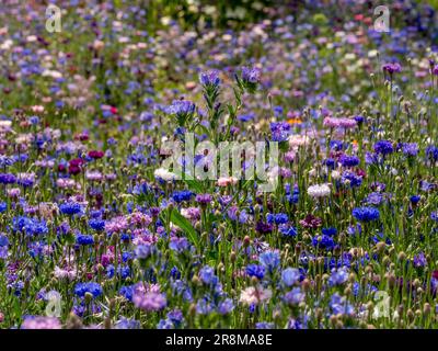 Sommerwiesen mit Wildblumen, hauptsächlich aus blauen, violetten und rosafarbenen Maisblumen. Stockfoto