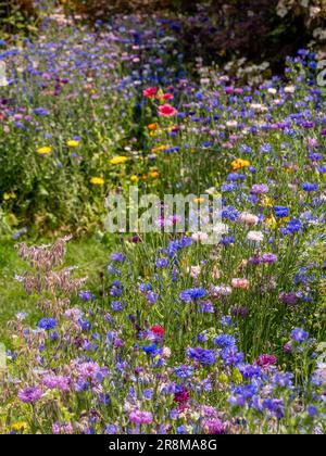 Sommerwiesen mit Wildblumen, hauptsächlich aus blauen, violetten und rosafarbenen Maisblumen. Stockfoto