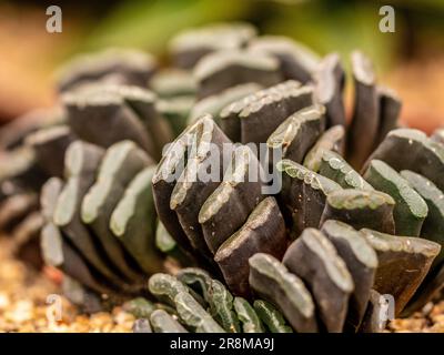 Nahaufnahme der fleischigen grau-grünen Blätter von Haworthia truncata, gebräuchlicher Name Pferdezähne Stockfoto