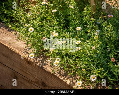 Erigeron Karvinskianus wird gemeinhin als mexikanisches Fleaban bezeichnet, das den Rand des erhöhten Blumenbeets weich macht. Stockfoto