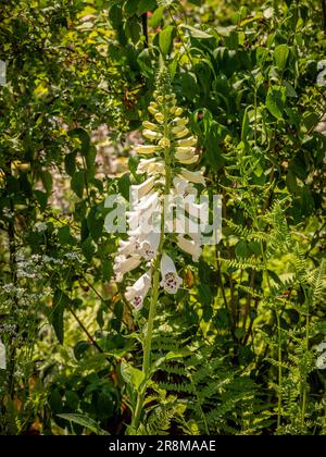 Digitalis purpurea „Dalmatian White“, der einen britischen Garten anbaut. Stockfoto