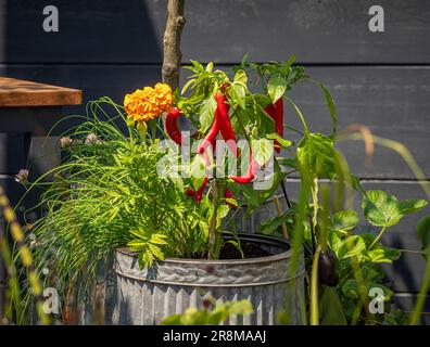 Rote Chilischoten, die in einem Metallbehälter wachsen, mit Ringelblüten und Schnittlauch in einem britischen Garten. Stockfoto