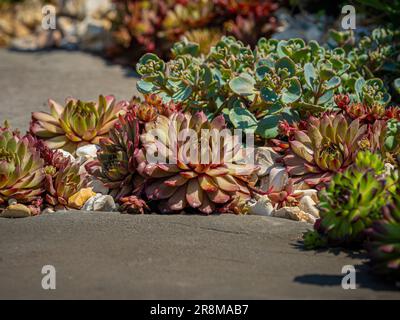 Sempervivums, die in einem britischen Garten in weißem Kies wachsen, werden gewöhnlich als Stubenäpfel bezeichnet. Stockfoto