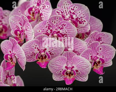 Nahaufnahme der rosa Orchidee Phalaenopsis Hot Lip. Stockfoto