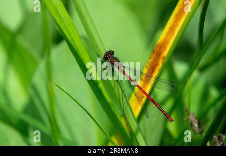 Großer roter Damselfisch hoch oben auf Vegetation Stockfoto