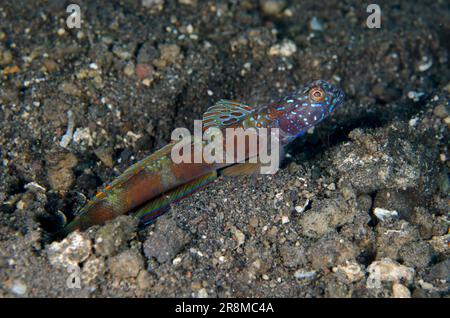 Wide-barred Goby, Amblyeleotris latifasciata, mit ausgestreckten Flossen, Tauchplatz Batu Belah, Seraya, Karangasem, Bali, Indonesien, Indischer Ozean Stockfoto